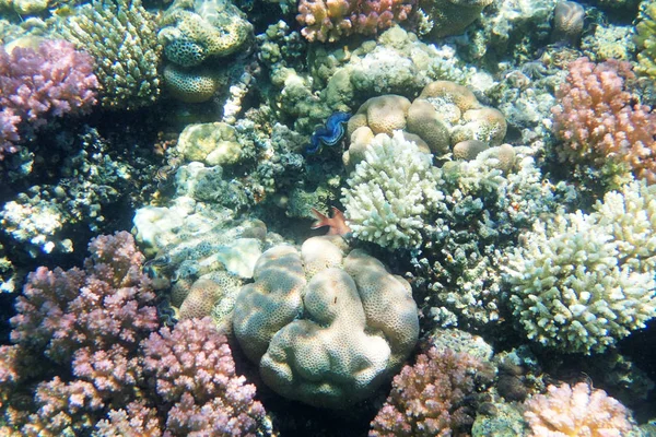 Korallrev i Egypten — Stockfoto