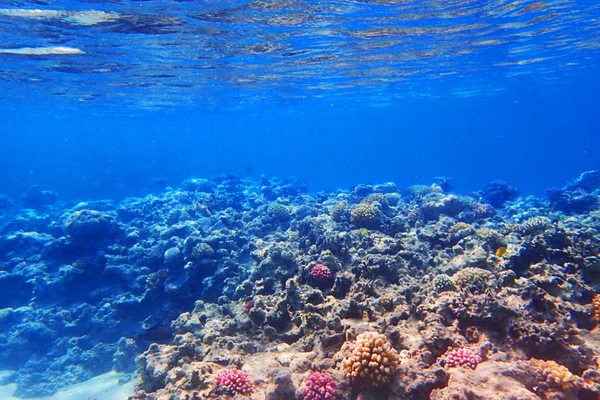 Mısır'daki mercan resifi