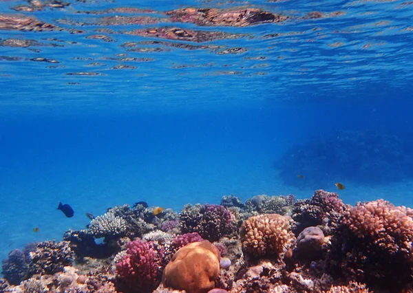 Coral reef in egypt — Stock Photo, Image