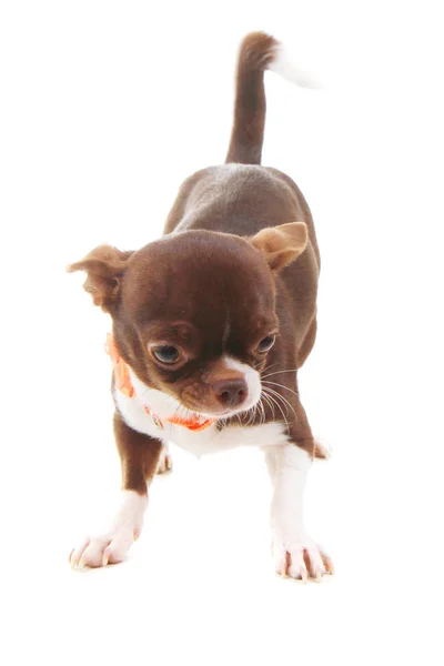 Brun cheveux courts chihuahua isolé — Photo