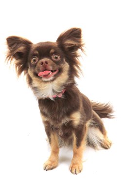 kahverengi uzun saç chihuahua izole