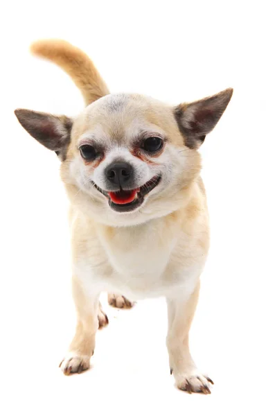 Kort hår Chihuahua isolerad — Stockfoto
