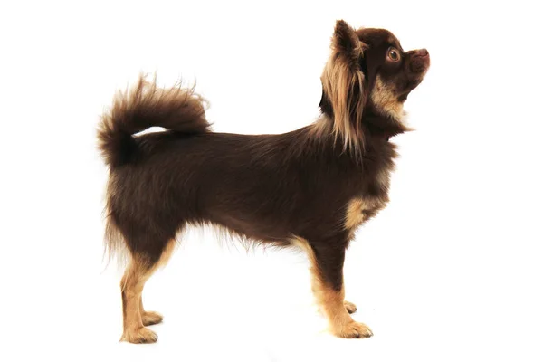 Capelli lunghi castani chihuahua isolato — Foto Stock