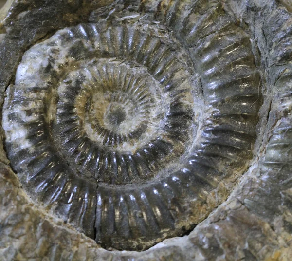 Ammonite fossil texture — Stock Photo, Image