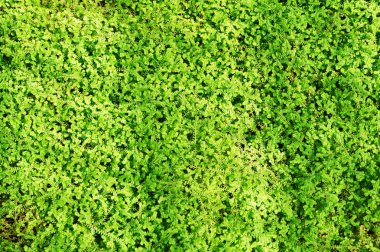 küçük yaprakbitki dokusu