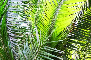 Yeşil fern doku bitki