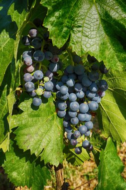 moravia üzerinden çek üzüm bağları