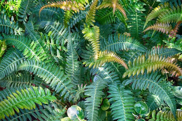 Текстура рослини зеленого папороті — стокове фото