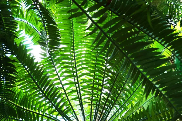 Green fern plant texture — Stock Photo, Image