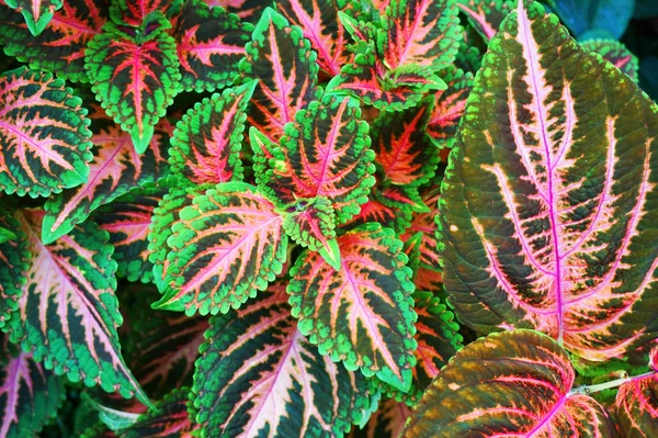 Red and green leaves of the coleus plant — Stock Photo, Image