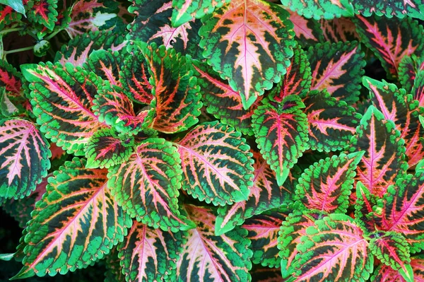 Hojas rojas y verdes de la planta del coleus —  Fotos de Stock