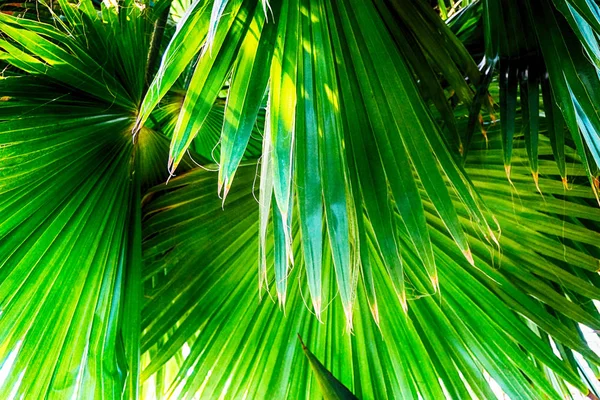 Green fern plant texture — Stock Photo, Image