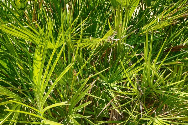 green fern plant texture