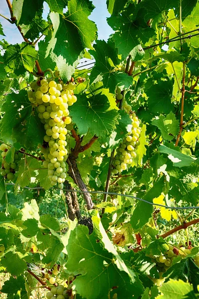 Vinhas checas de morávia — Fotografia de Stock