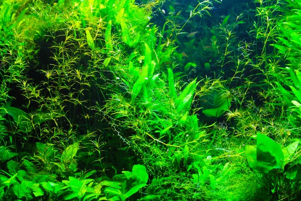 aquarium plant background texture