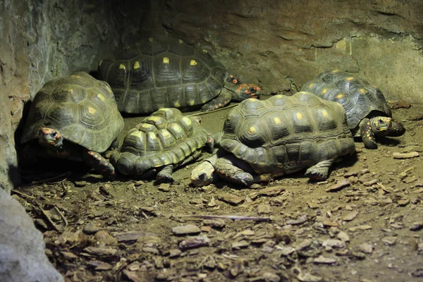 Exotiska land sköldpadda — Stockfoto