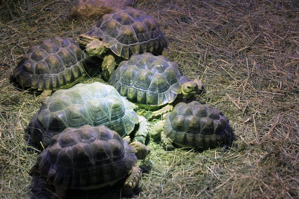 Tartaruga terrestre esotica — Foto Stock