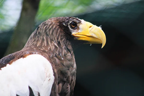 Steller 's Sea Eagle as big bird — стоковое фото