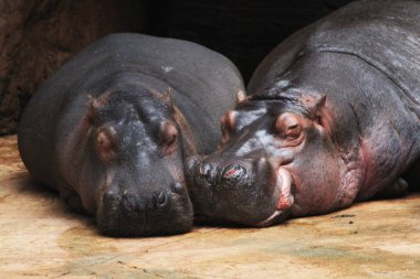 two hippo animals are resting on the beach clipart