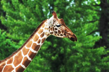 uzun boyunlu zürafa kafası