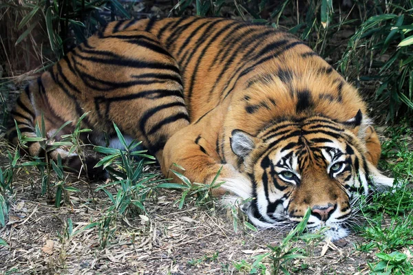 Tygrys odpoczywa w zielonej trawie — Zdjęcie stockowe