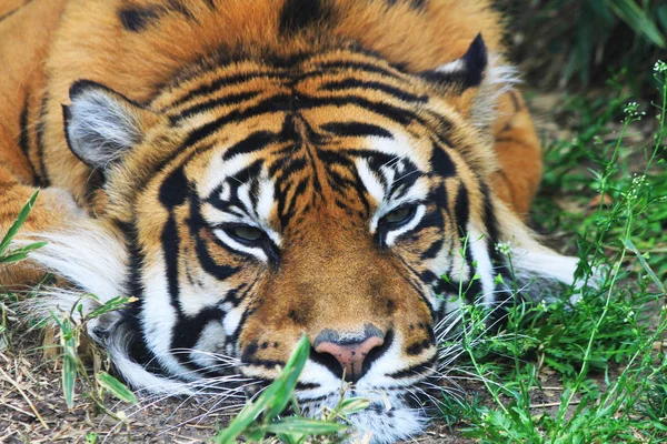 Tigre está descansando na grama verde — Fotografia de Stock