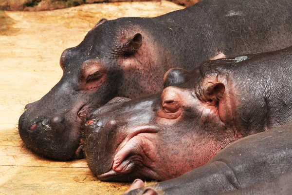 Two hippo animals are resting on the beach — Stock Photo, Image