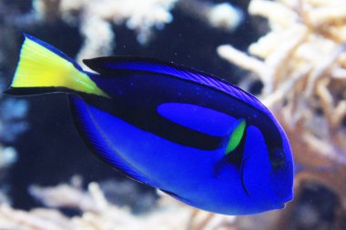 Paracanthurus Hepatus egzotik balık