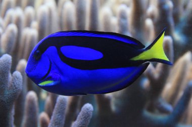 Paracanthurus Hepatus egzotik balık