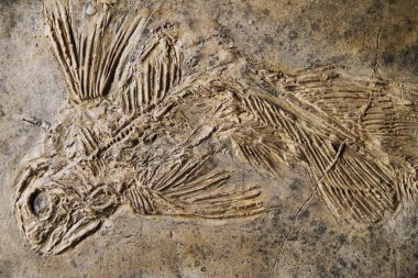 latimeria balık fosili
