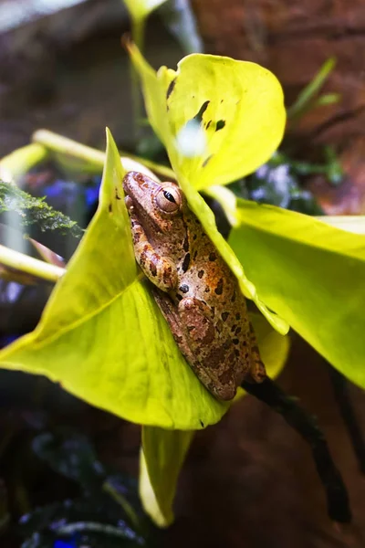 緑の自然の中の茶色のカエル — ストック写真