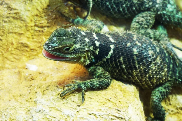 Lagarto verde desconhecido — Fotografia de Stock