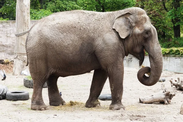 Pequeno elefante de África — Fotografia de Stock