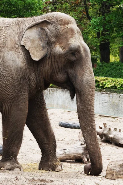 Liten elefant från Afrika — Stockfoto