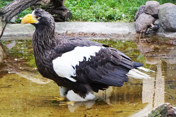 Seeadler als großer Vogel — Stockfoto