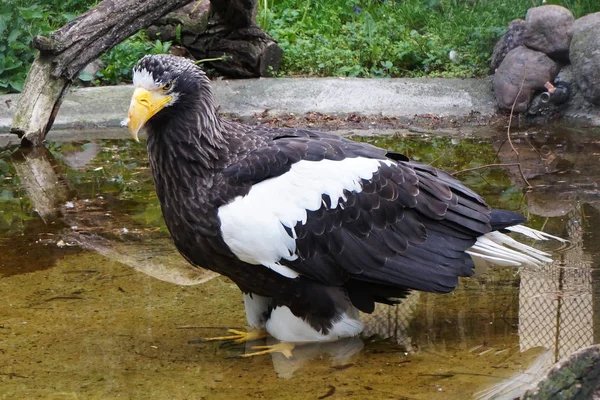 Steller Sea Eagle jako duży ptak — Zdjęcie stockowe