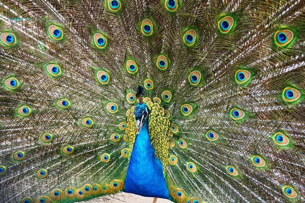 Güzellik tavus kuşu kuş — Stok fotoğraf