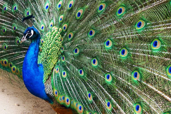 Paw piękno ptak — Zdjęcie stockowe