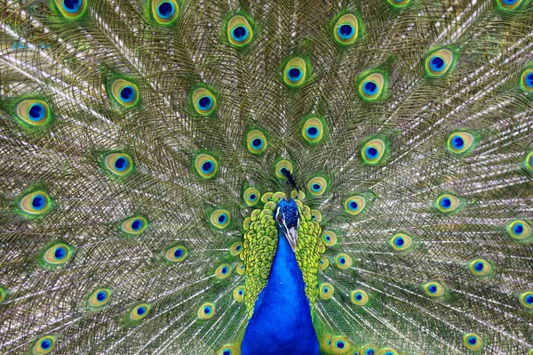 Pássaro pavão beleza — Fotografia de Stock