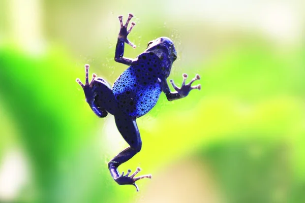 Blue poison-dart frog (Dendrobates tinctorius azureus)