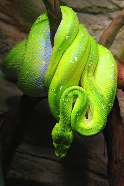 Boa Emerald Tree (Corallus caninus) jako miły zielony wąż — Zdjęcie stockowe
