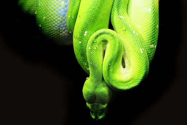 Emerald Tree Boa (Corallus caninus) som fin grön orm — Stockfoto