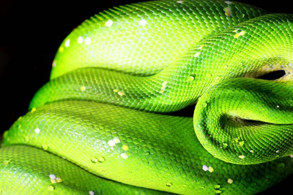 Emerald Tree Boa (Corallus caninus) som fin grön orm — Stockfoto