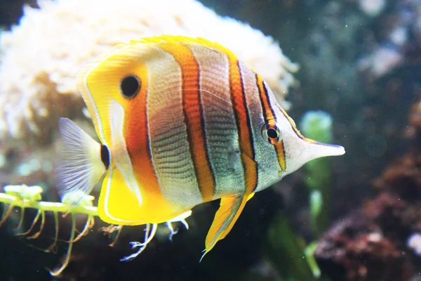 Butterflyfish de cobre do mar vermelho — Fotografia de Stock