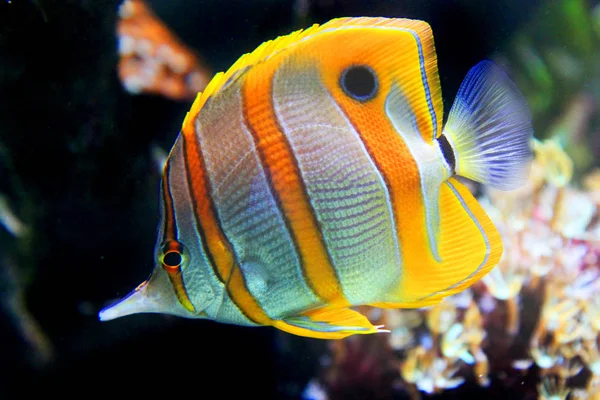 Kupferband-Schmetterlingsfisch aus dem Roten Meer — Stockfoto
