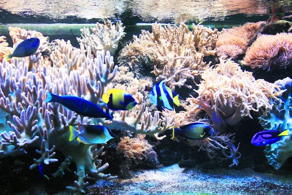 天然珊瑚水族馆背景 — 图库照片