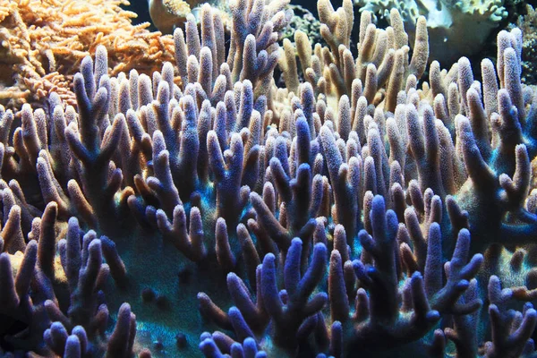 Fundo de aquário de coral natural — Fotografia de Stock
