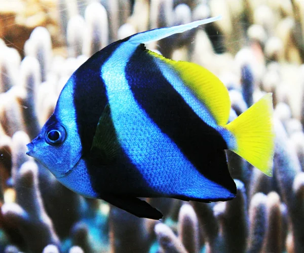 Pesce corallo pennuto — Foto Stock
