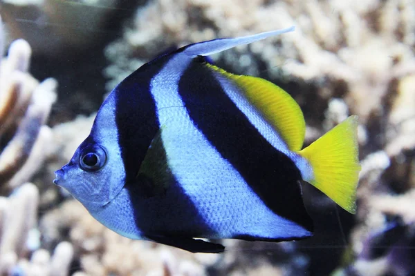 Pennant coralfish — Stockfoto