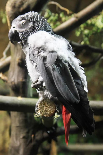 Pappagallo grigio africano — Foto Stock